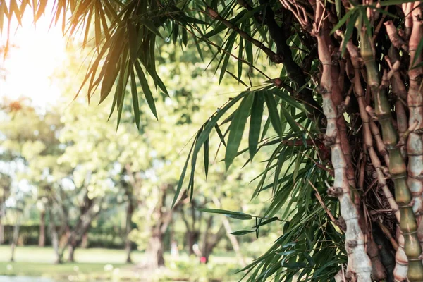 Бамбукові Пагони Природа Парку — стокове фото