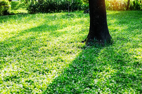 Trees Shadows Grass Park — Stock Photo, Image