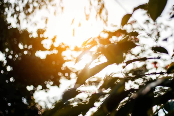 Schaduwbomen Bij Zonlicht Met Wazig Beeld — Stockfoto