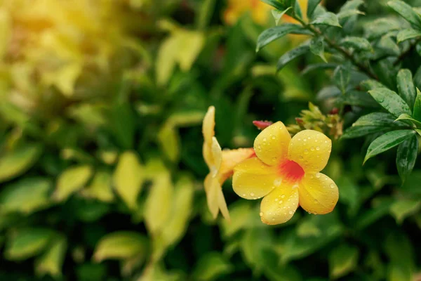 Flores Amarillas Gotas Agua Temporada Lluvias — Foto de Stock