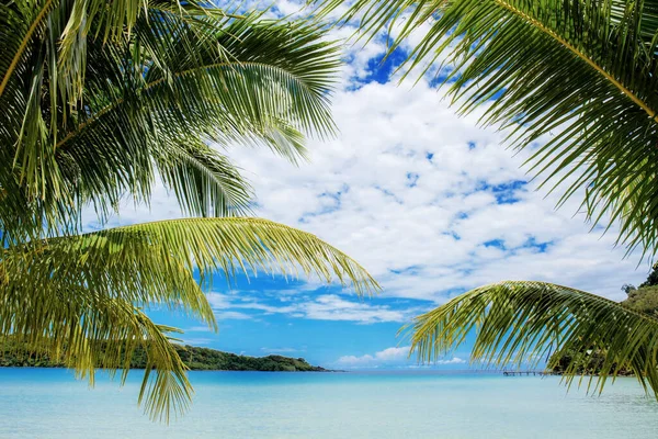 Пальма Пляжі Морі Блакитним Небом — стокове фото