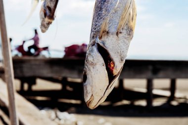 Yazın güneş ışığıyla birlikte denizde asılı kalmış kuru balıklar..