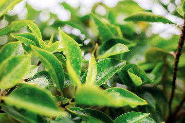 Ormandaki ağaçların yeşil yaprakları güneş ışığıyla.