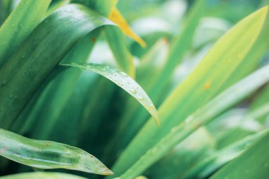 Bahçede yeşil arka planı olan genç yapraklar.