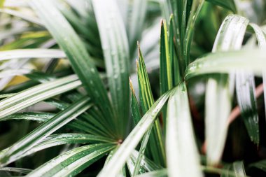 Ormandaki yeşil yapraklar güneş ışığıyla.