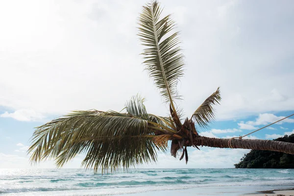 Кокосове Дерево Морі Небом — стокове фото