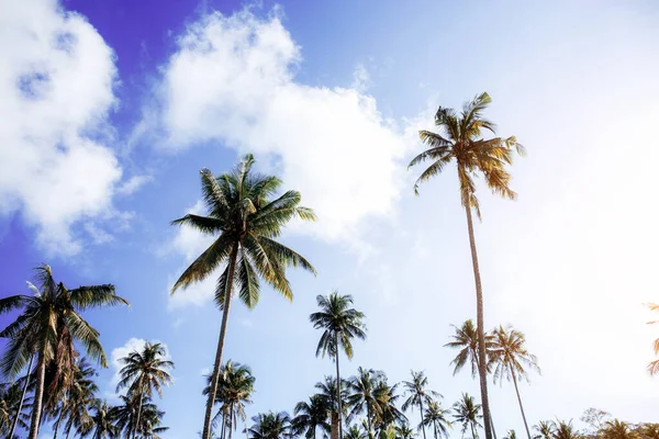 蓝天有阳光的椰子树 — 图库照片