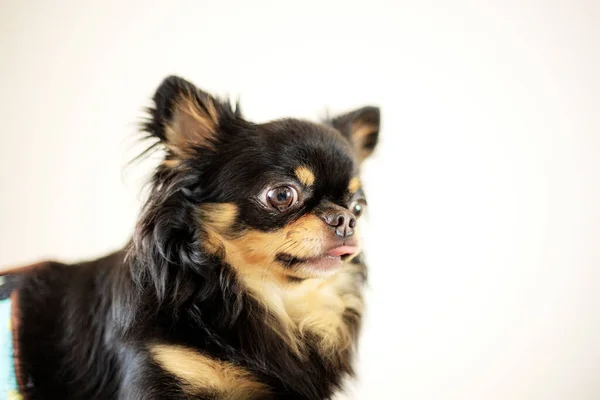 Pet Dog Black Cute Białym Tle — Zdjęcie stockowe