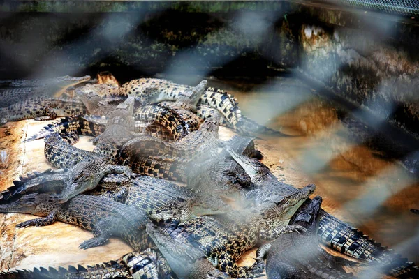 Krokodyl Gospodarstwie Stalową Klatką Rozmycia — Zdjęcie stockowe