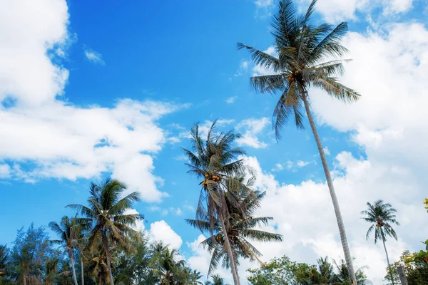 Palmu Sinisellä Taivaalla Auringonvalolla Kesällä — kuvapankkivalokuva