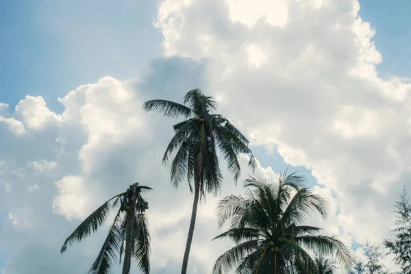 夏日阳光普照的棕榈树 — 图库照片