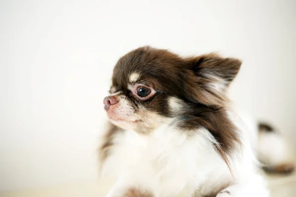 Perro Mascota Con Lindo Sobre Fondo Blanco — Foto de Stock