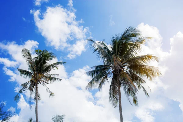 夏天阳光普照的蓝天棕榈树 — 图库照片