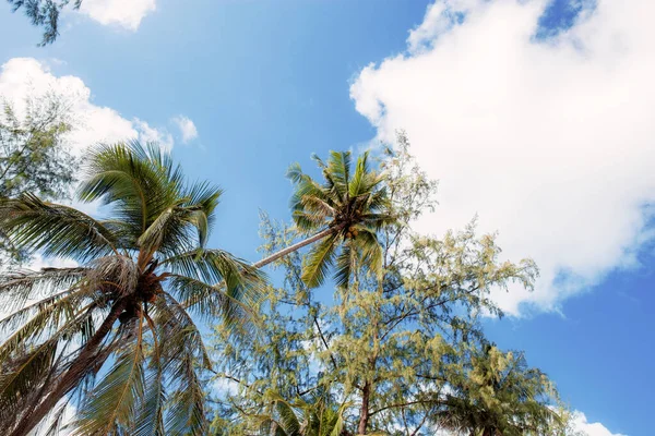 夏は太陽の光が差し込む青い空のビーチのヤシの木 — ストック写真