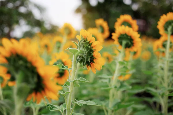 Sunflower Back Garden Sky Background — Stock Photo, Image