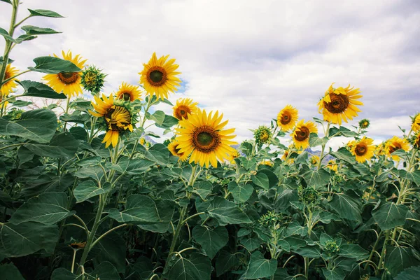 Sunflower Beautiful Nature Sky — Stock Photo, Image