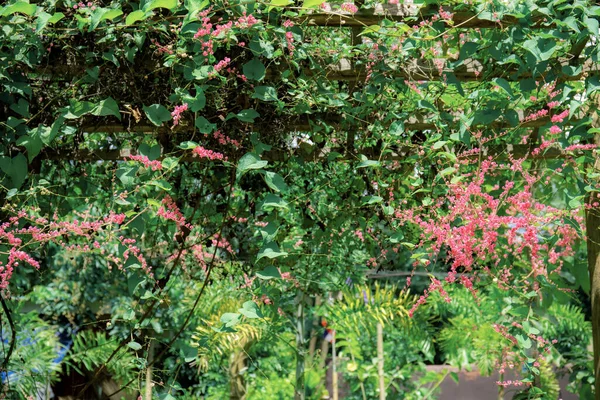 Flores Hera Jardim Luz Sol Com Fundo Verde — Fotografia de Stock