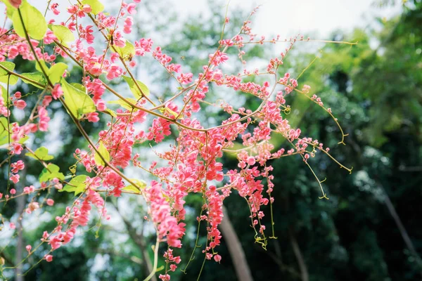 日光の当たる庭のツタのピンクの花 — ストック写真