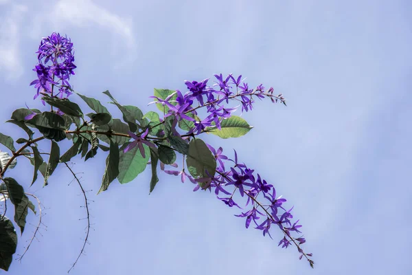 Flores Púrpuras Jardín Con Hermosa Cielo — Foto de Stock