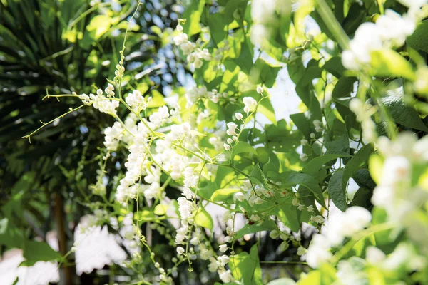 Fehér Virágzó Borostyán Kerítés Napfény — Stock Fotó