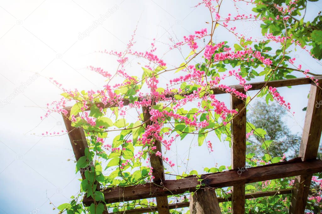 Pink ivy flowers on trellis with the beautiful at sunlight.