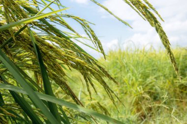 Pirinç kulakları ve yeşil yapraklar gökyüzünde güneş ışığıyla tarlalarda.