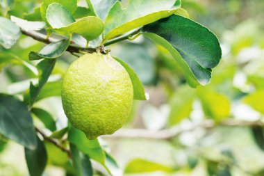 Çiftlikte gündüz vakti dallarda limon.