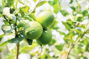 Ağaçta taze limonlar ve fidanlıklar..