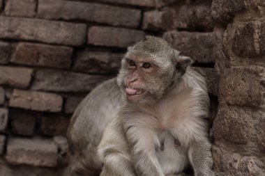 Duvarın tuğlalı zemininde bir maymun.