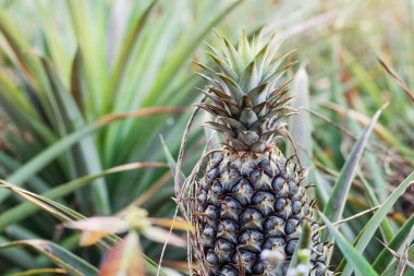 Tarladaki ağaçlarda yetişen ananas.