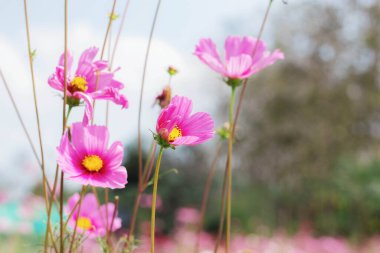 Yazın gökyüzü ile pembe kozmos.