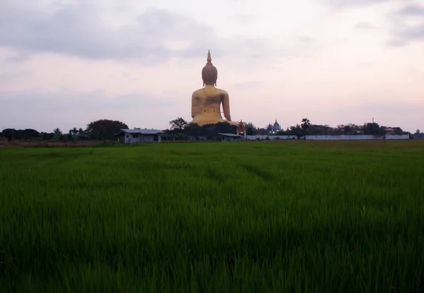 Будда Рисовом Поле Восходом Солнца — стоковое фото