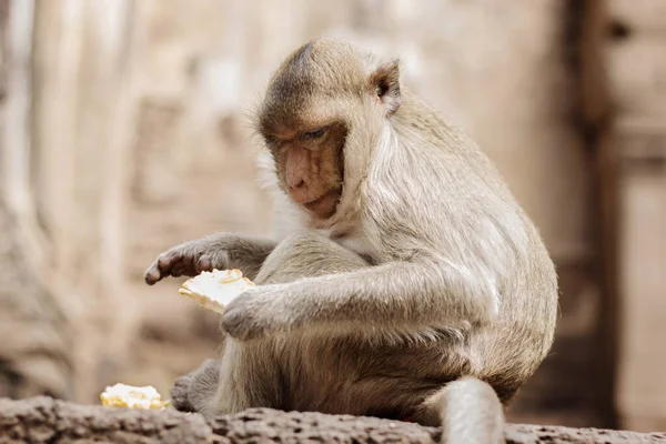 Monos Están Sentados Comiendo Suelo Ladrillo — Foto de Stock