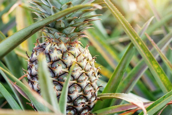 Ananas Planten Boerderij — Stockfoto