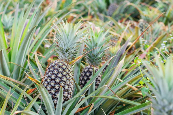 Ananas Sugli Alberi Nei Terreni Agricoli — Foto Stock