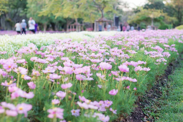 Flores Cosmos Rosa Plantação Jardim — Fotografia de Stock