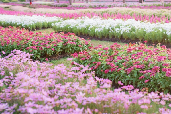 Plantar Flores Jardín Con Naturaleza — Foto de Stock