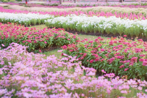 与自然一起在花园里种花 — 图库照片