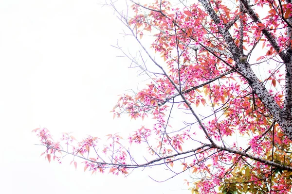 Sakura Brance Com Céu Branco — Fotografia de Stock