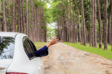 Kışın çam ağacı parkında el ele gezeriz..