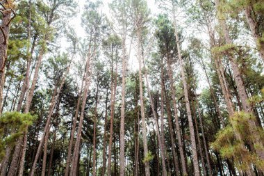 Güneş ışığıyla gökyüzünde çam ağacı.