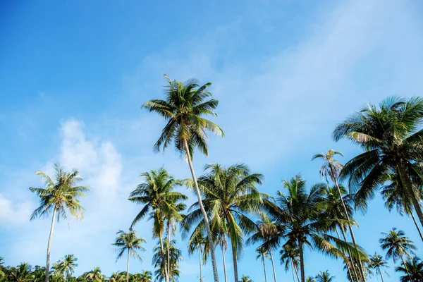 タイの夏の青空にココナッツの木 — ストック写真