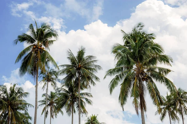夏日阳光普照的椰子树 — 图库照片