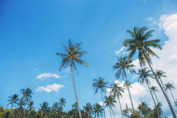 夏天海上的椰子树和天空 — 图库照片