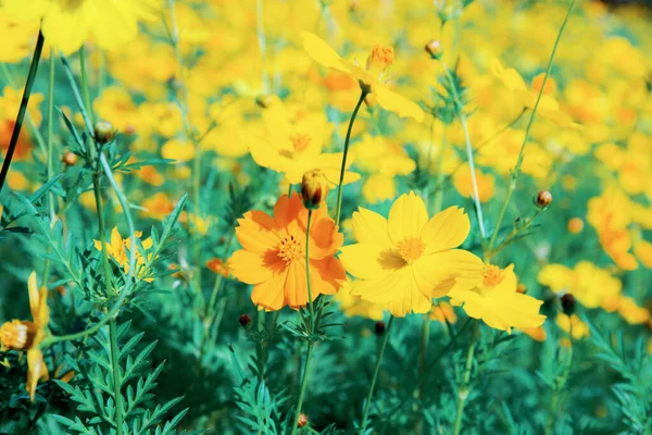 Cosmos Amarelos Com Colorido Jardim — Fotografia de Stock