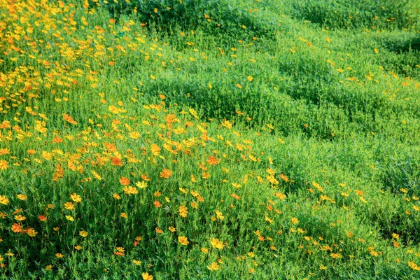 Cosmos Con Bella Sul Campo Inverno — Foto Stock