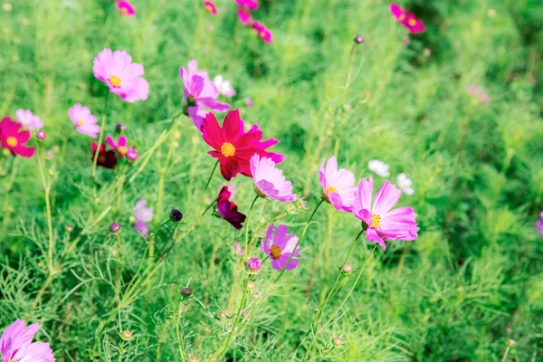 Cosmos Rosa Jardim Com Colorido — Fotografia de Stock