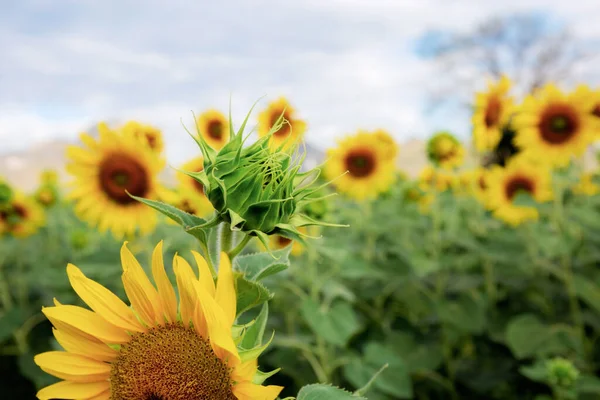 Sunflower Young Beautiful Sky — Stock Photo, Image