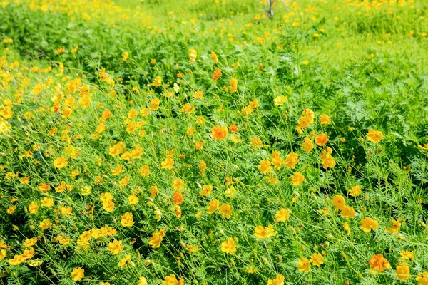 Cosmo Giallo Giardino Con Bella — Foto Stock