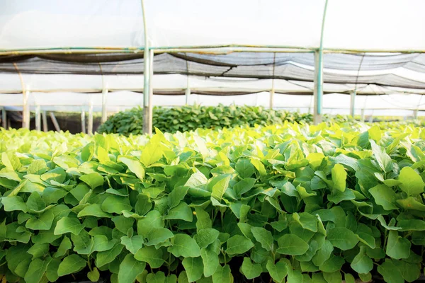 Zöld Levelek Organikus Zöldségek Üvegházakban Napfény — Stock Fotó